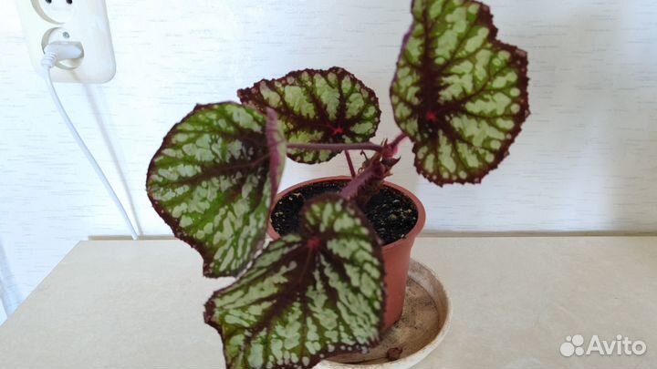 Бегония королевская