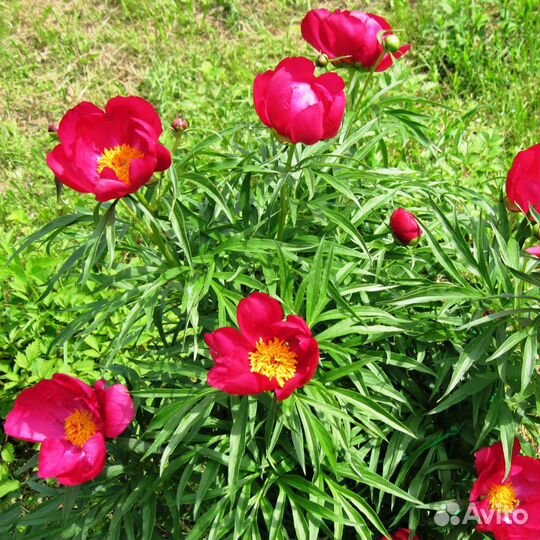 Марьин корень. Пион