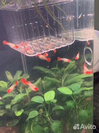 Аквариумны рыбки разные