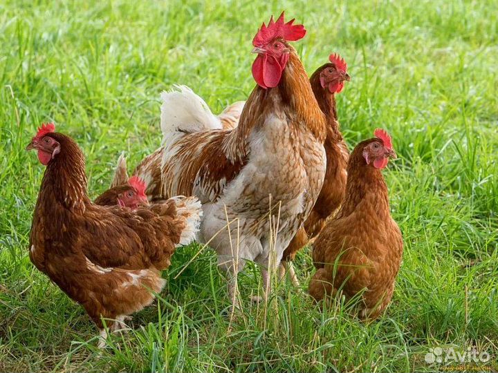 Несушки подрощенные Ломан - Браун