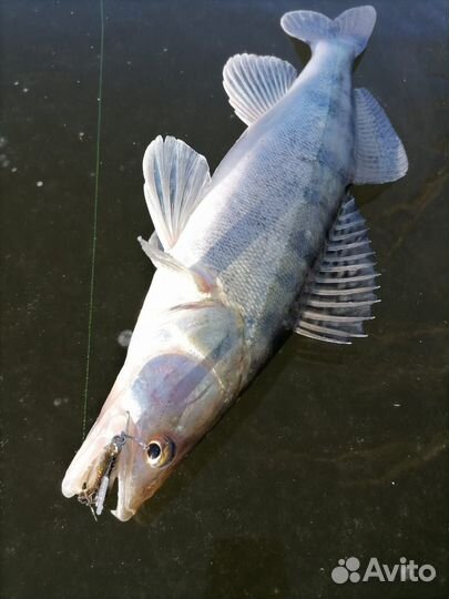 Рыбалка в Астраханской области