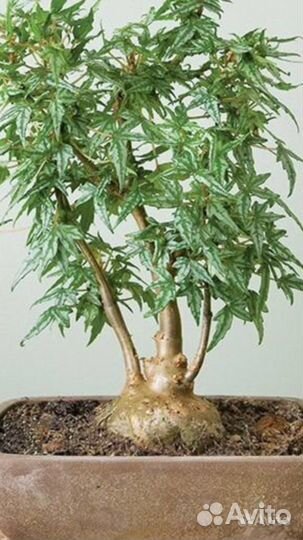 Бегония Дрега (каудексная)