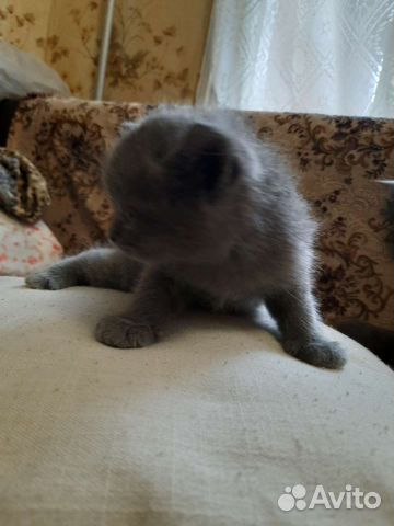 Шотландские прямоухие котята