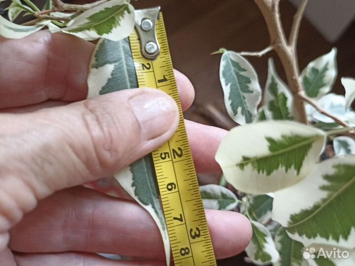 Фикус бенджамина Де Гантель