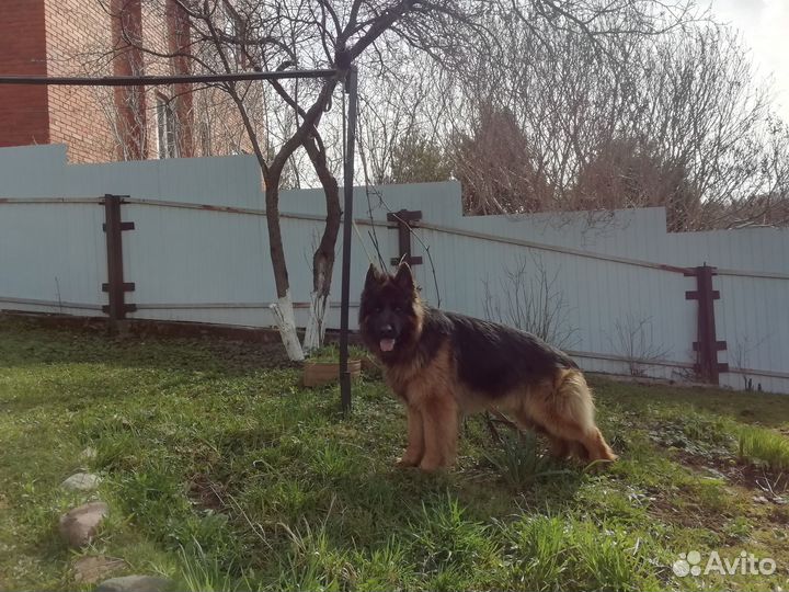 Вязка собак длинношерстной немецкой овчарки