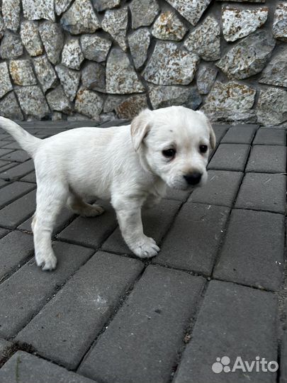 Щенки лабрадора