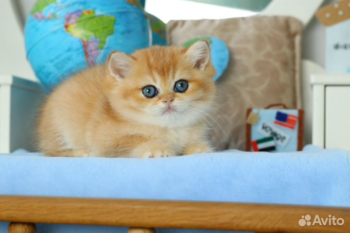 Кошка золотая шиншилла