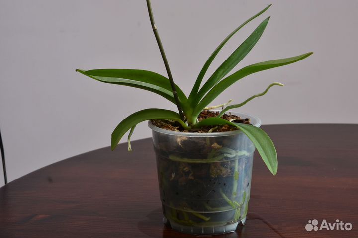 Орхидея фаленопсис