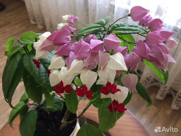 Цветы комнатные