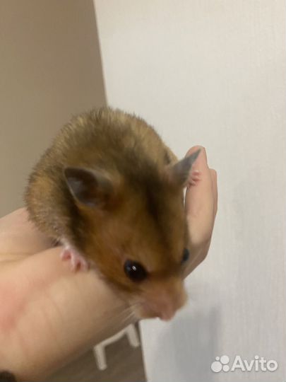 Сирийский хомяк с клеткой и с кормом на месяц