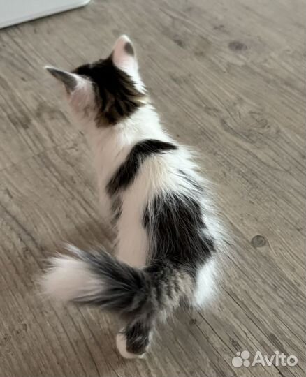 Котенок мальчик в добрые руки