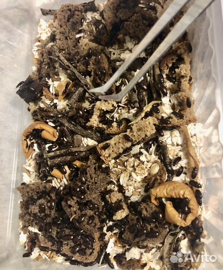 Жук знахарь и личинки (любое количество)