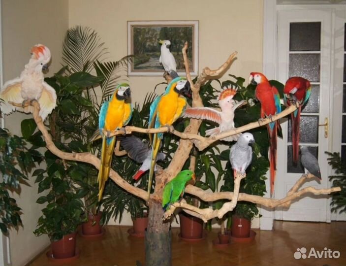 Попугаи супер ручные 4 мес