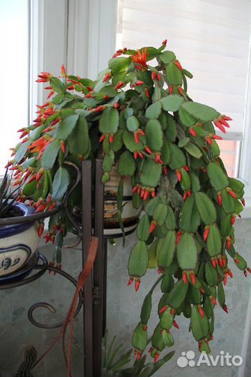 Цветок рипсалидопсиса (пасхальник коралловый)