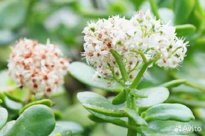 Толстянка (денежное дерево) яйцевидная цветущая