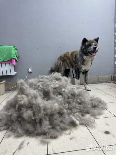 Стрижка кошек и собак