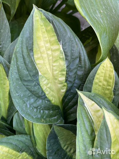 Хоста Джипси Роуз