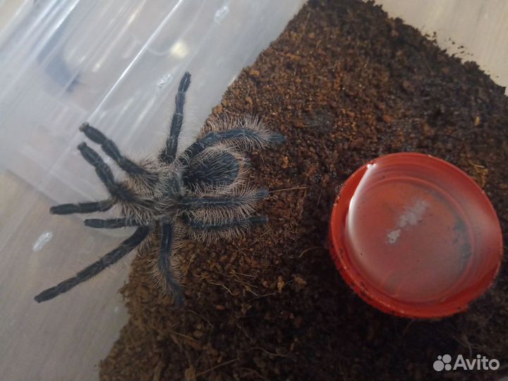 Паук птицеед
