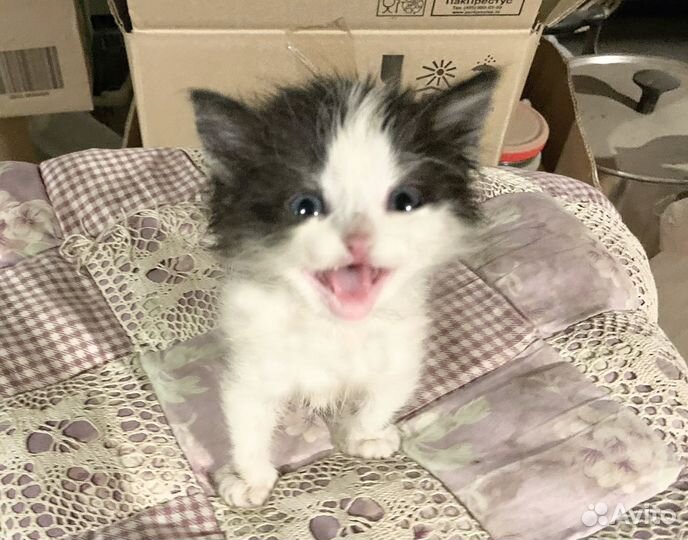 Котята ищут дом