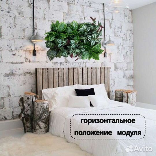 Фитокартина, фитостена, вертикальное озеленение