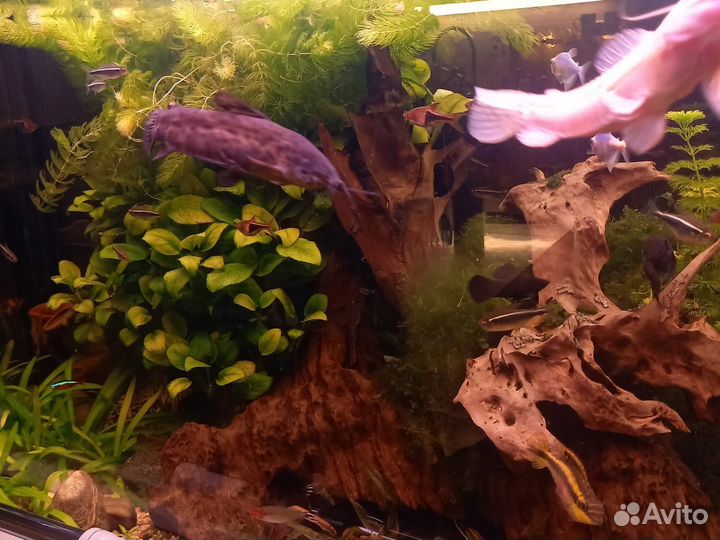 Аквариумные растения прополка