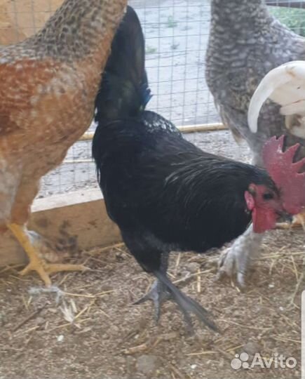 Петух ухейилюй