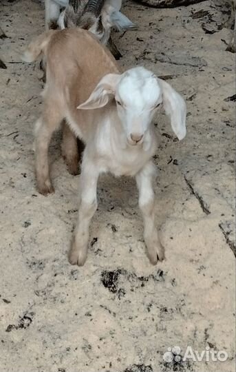 Козлята и дойные козы