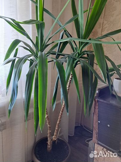 Продам пальму Юкка