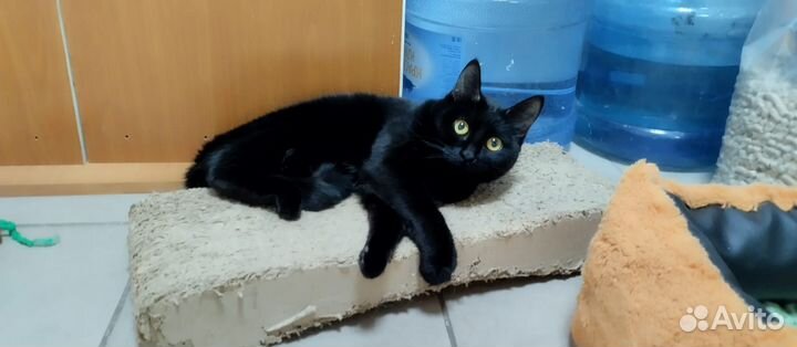Кошка Люся в семью