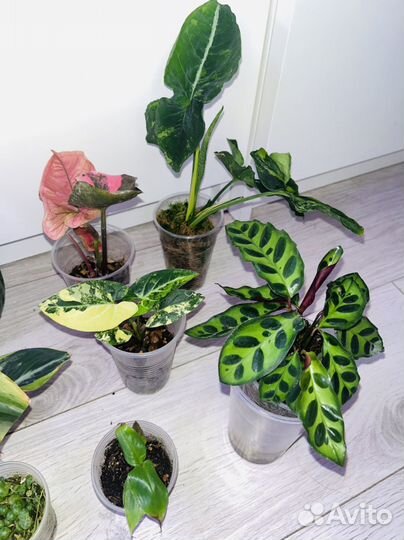 Набор комнатных растений ч.4