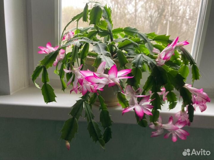 Декабристы (шлюмбергеры)