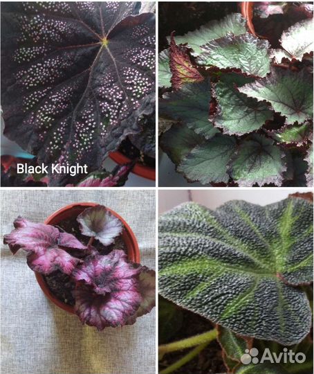 Бегония декоративно-лиственная