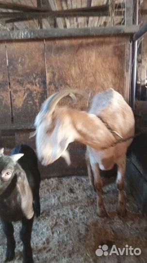 Овцы бараны