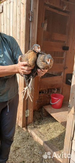 Молодые курочки несушки