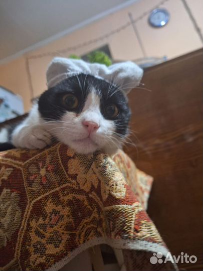 Молодой домашний котик
