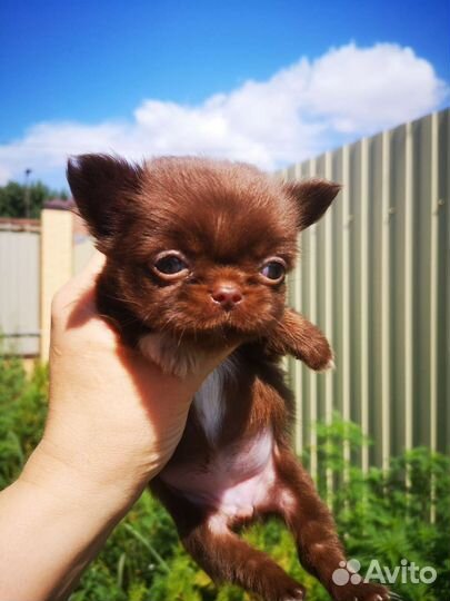 Чихуахуа мини девочка