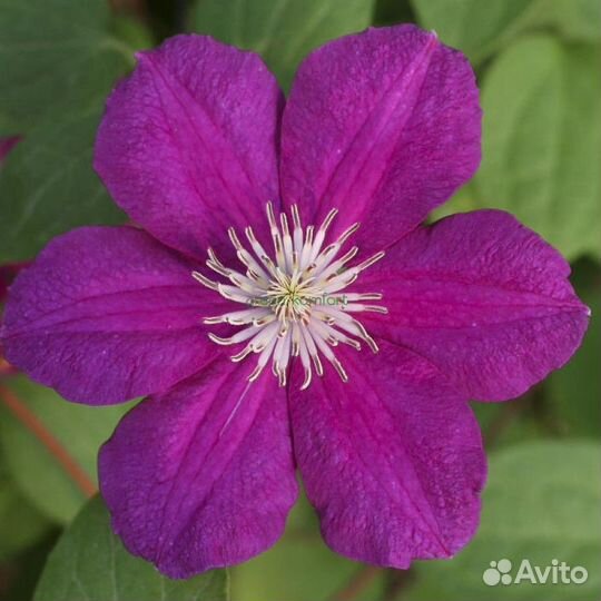 Криспина. Клематис 3 группа