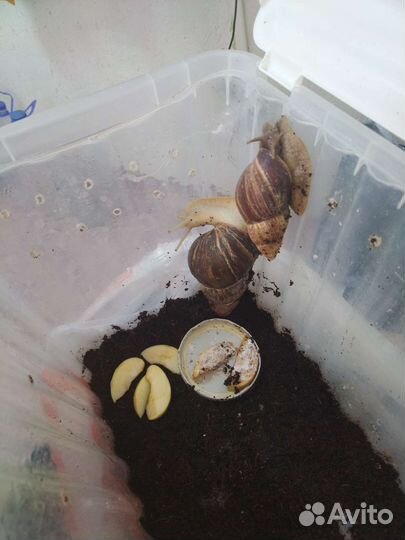 Улитки Ахатины