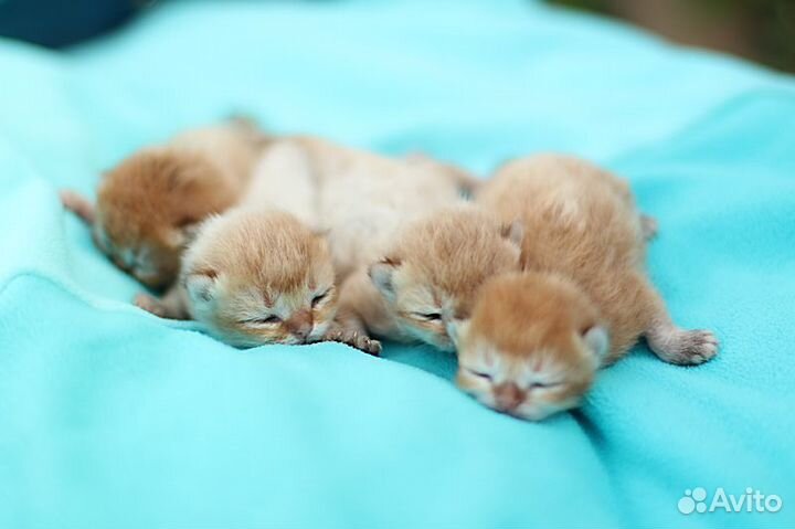 Котята