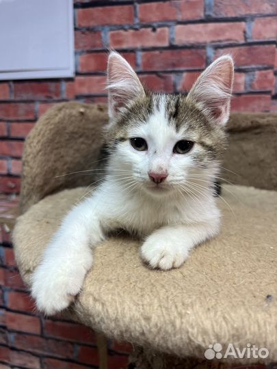 Котенок мальчик Сёма 2,5 мес ищет дом