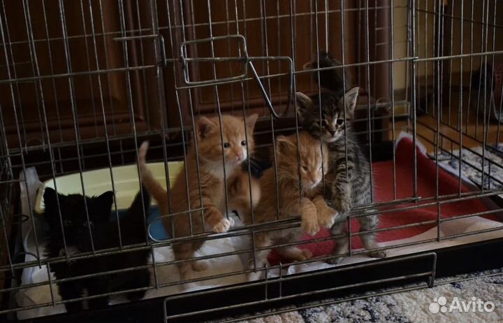 Сладкие пирожочки Котики в добрые руки