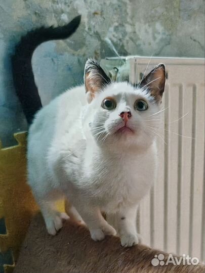 Кошечка с родинками