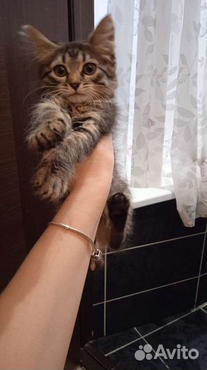 Котята в добрые руки бесплатно