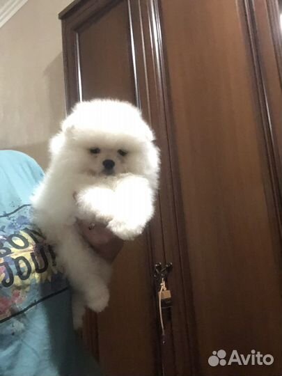 Мальчик шпиц миниатюрный