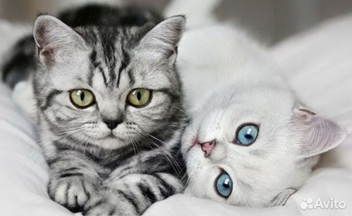 Передержка домашних животных