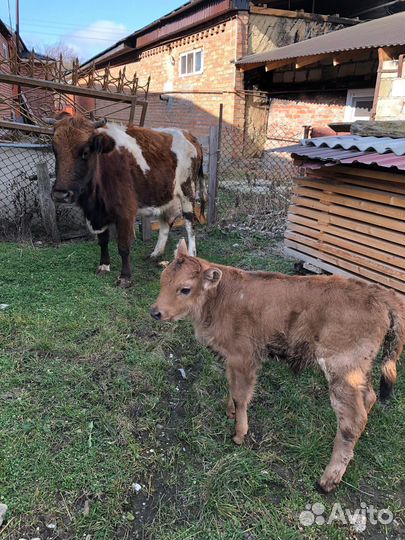 Коровы и телята