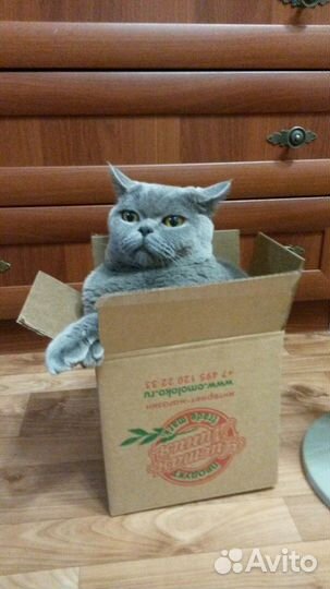 Шотландские фолд и страйт в добрые руки