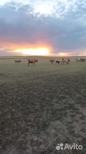 Бычки коровы телятв