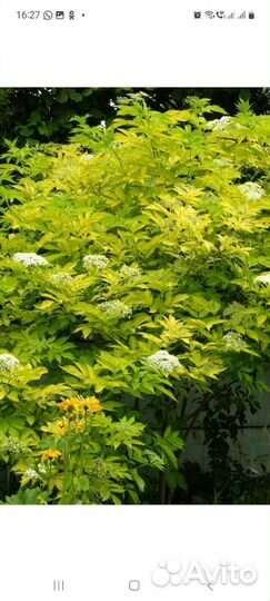 Бузина черная