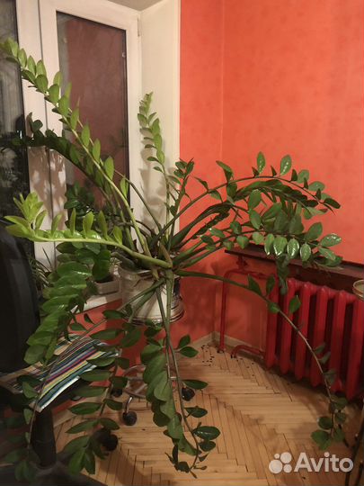 Замиокулкас 100/30 зеленый 25 листов